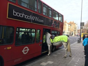 The number 43 bus traveling through North London's borough of Islington caught the attention of Jersey politician Simon Crowcroft, who was visiting friends in London on Tuesday morning. Crowcroft snapped some now-viral photos of Invictor, a horse assigned to police constable Dan Smith of the Metropolitan Police's Mounted Branch, as it tried to board the bus.