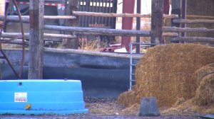 A man wanted for an alleged attempted armed robbery was found hiding from police in a corral full of cow manure. (KSL via CNN)
