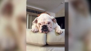 Zoey the bulldog