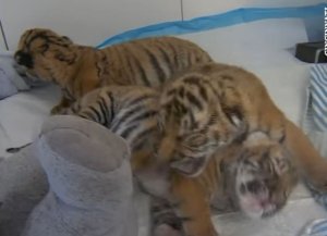 Photo courtesy: Cincinnati Zoo YouTube
