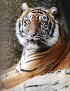 Baha the Sumatran tiger (Courtesy: Sacramento Zoo)