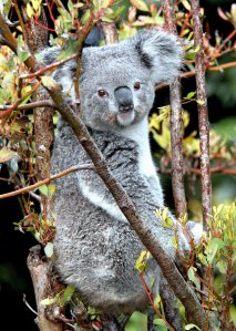 A koala named Killarney went missing in her habitat at the L.A. Zoo. Animal care staff immediately began looking for the animal and found portions of her remains inside the Zoo. There is no definite photo or video evidence that P-22, the mountain lion that lives in Griffith Park, was the cause of her disappearance, but the mountain lion was seen on Zoo surveillance footage on grounds the night before she died. (Courtesy: LA Zoo via CNN)