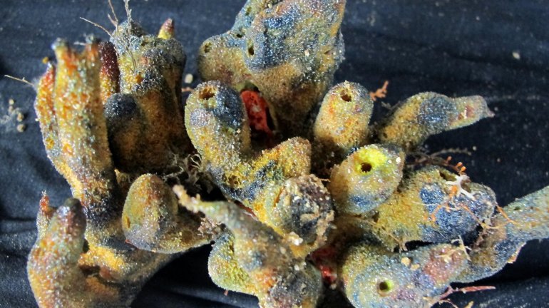 American and Brazilian researchers collected this sample of coral. (Courtesy: Lance Willis/UGA)