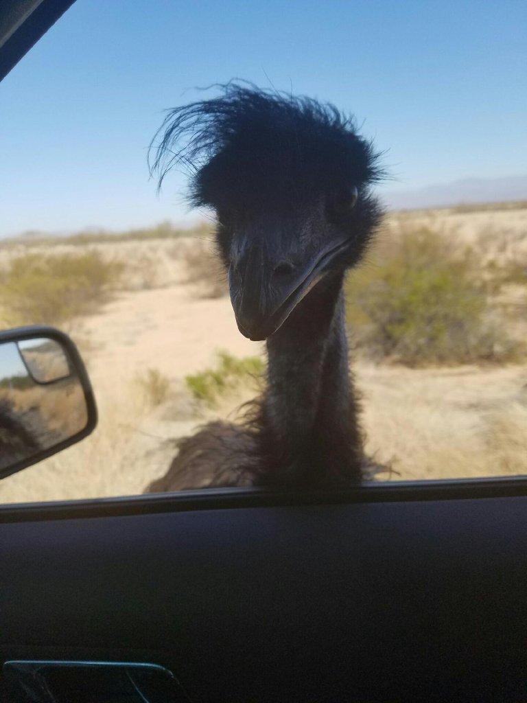 **Embargo: Phoenix, AZ** An emu was on the loose on I-10 west of Phoenix.