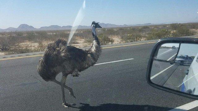 An emu was on the loose on I-10 west of Phoenix.