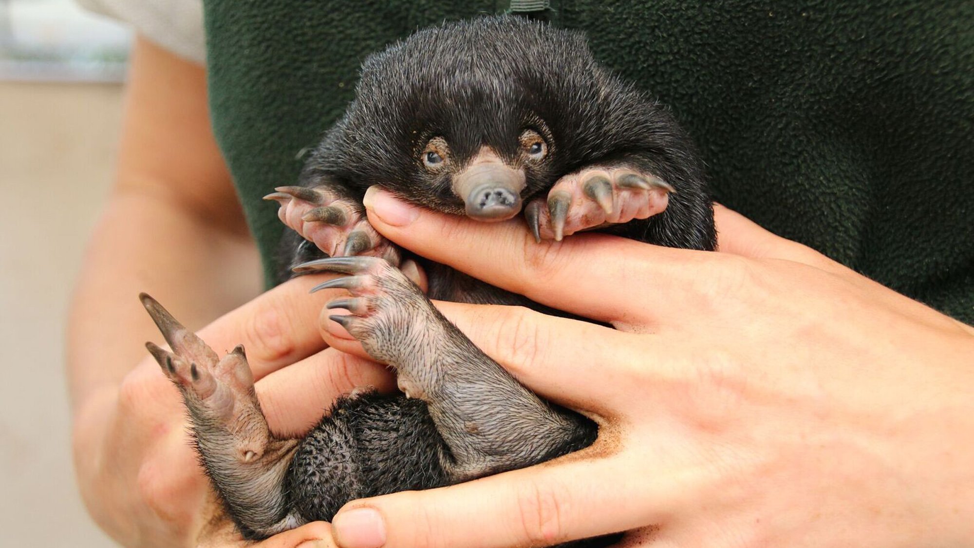 Puggles are baby short-beaked echidnas, a species of spiny anteater. (Credit: CNN)
