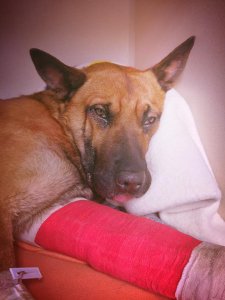 (Courtesy: Elk Grove Police K9 Association)