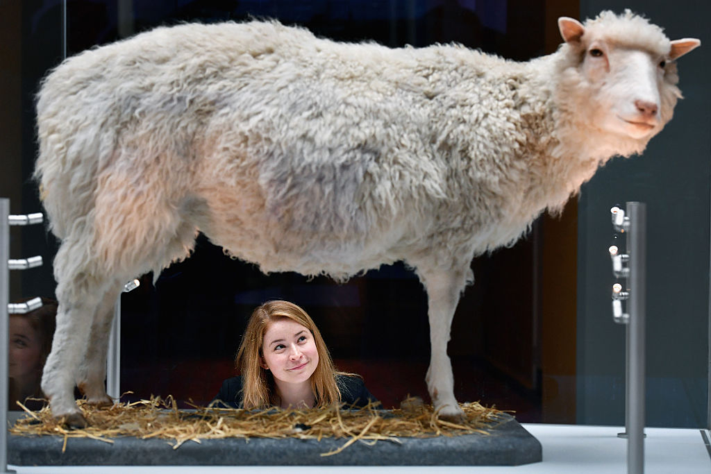 EDINBURGH, SCOTLAND - JULY 05: Sophie Goggins from the National Museums Scotland views Dolly the Sheep during the opening of a major new development at the National Museum of Scotland on July 5, 2016 in Edinburgh,Scotland. The National Museum of Scotland today opened ten new galleries devoted to science, art and design, as part of £14.1m project which increased its exhibition space by almost half and putting many treasures from its collections on display for the first time. (Photo by Jeff J Mitchell/Getty Images)