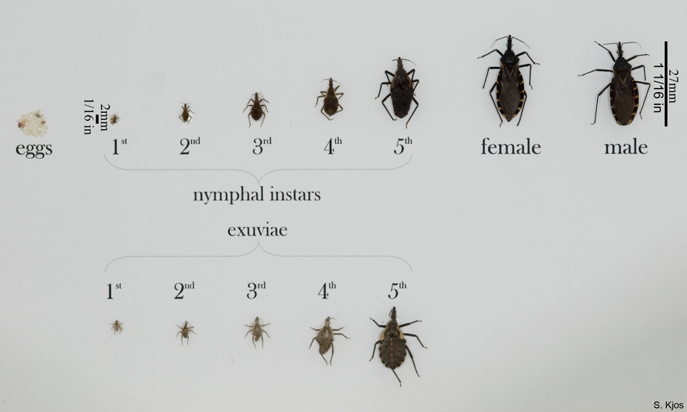 Various Triatomine Bugs in all Life Stages