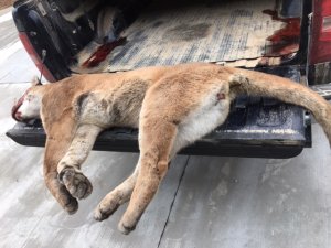 Mountain lion struck by car on I-70 in Warren County