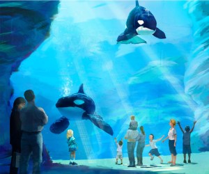 SeaWorld San Diego officials presented a plan to install larger tanks for its orcas. (Blue World Project)