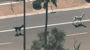 llama-on-the-loose