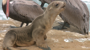 Young sea lion struggles on shore, it's too weak to return to ocean in search of food