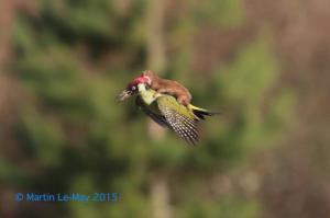 Weasel on woodpecker