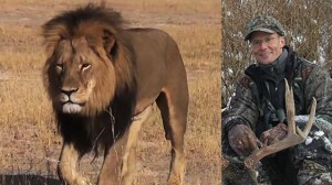 Cecil the lion and Walter Palmer, the American hunter who shot him