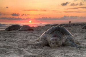 Olive ridley turtle nesting on Escobilla Beach, Oaxaca, Mexico (Photo: Claudio Giovenzana)