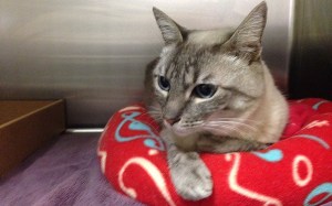 Cat recovers after getting stuck in car bumper. (San Diego County Animal Services)