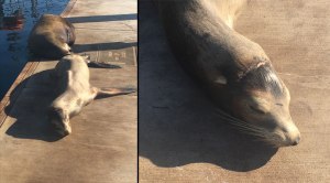 Fishing line is wrapped around the sea lion's head.