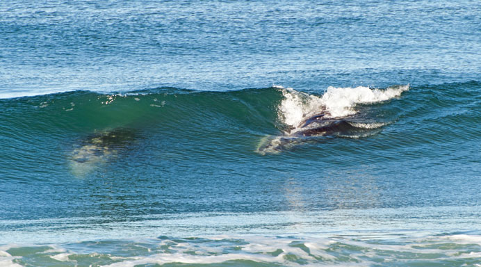 Gray whales "surfing" off the coast of San Diego. (Paul Wilson, Oceanfront Photos)