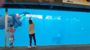 Visitors watch as two ocras swim inside a tank at SeaWorld San Diego.