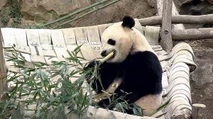 Three-year-old Bao Bao is returning to China where she'll be entered into a breeding program to have cubs of her own.