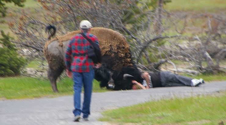 Photo courtesy of  Rich Glamann who is from Riverside, Mo. Glamann told FOX 4 he was vacationing Yellowstone in early May when he saw a buffalo attack a man. 