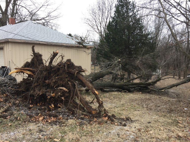 Strong winds uprooted a tree at home at 137 E. Lowell Street Monday morning.