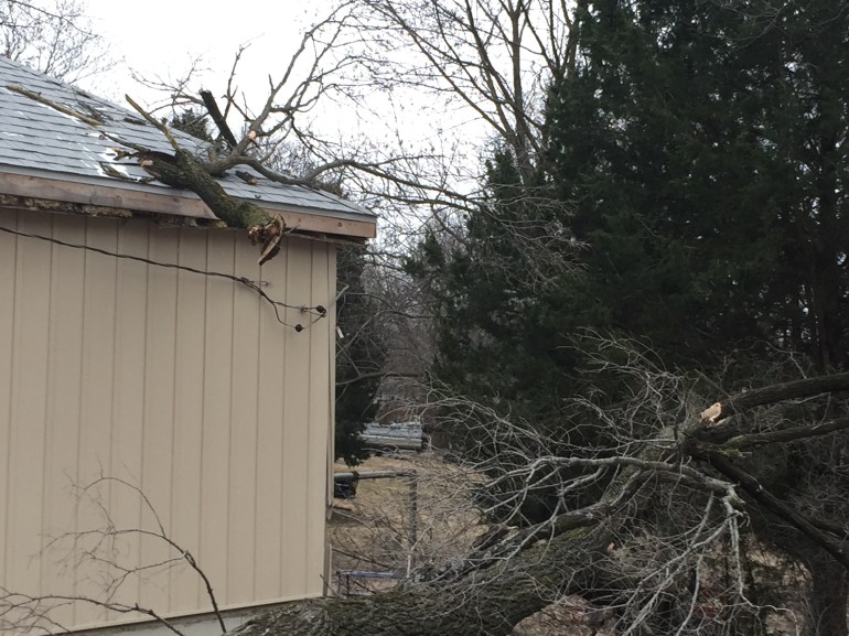 Strong winds uprooted a tree at home at 137 E. Lowell Street Monday morning.