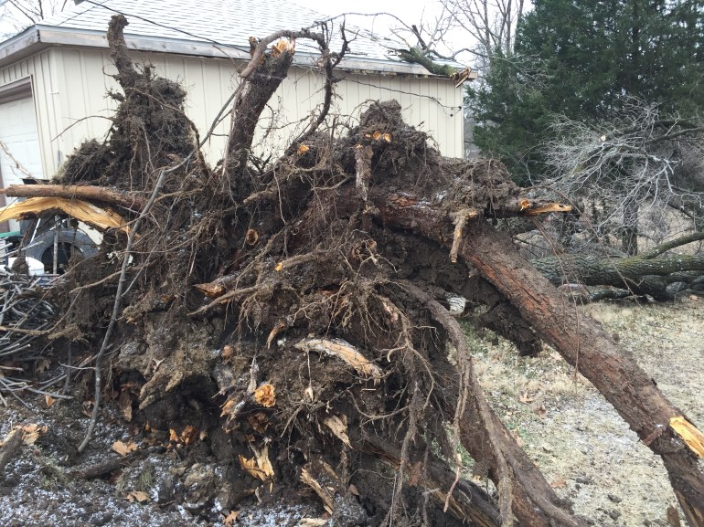 Strong winds uprooted a tree at home at 137 E. Lowell Street Monday morning.