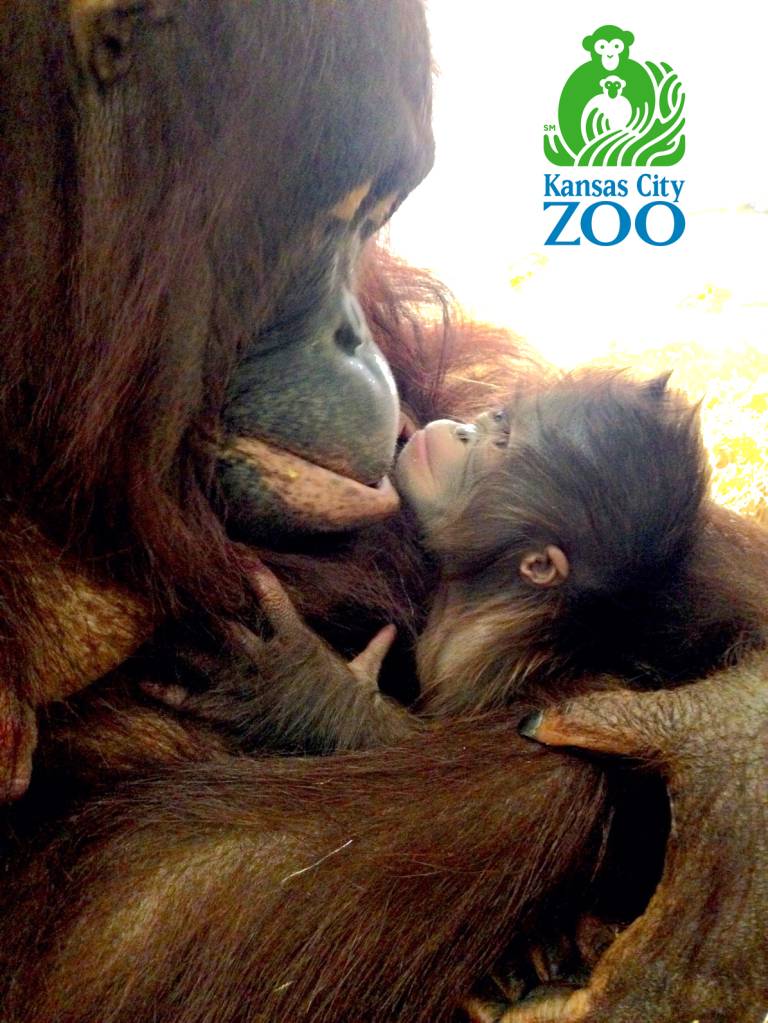 Image courtesy of Kansas City Zoo.
