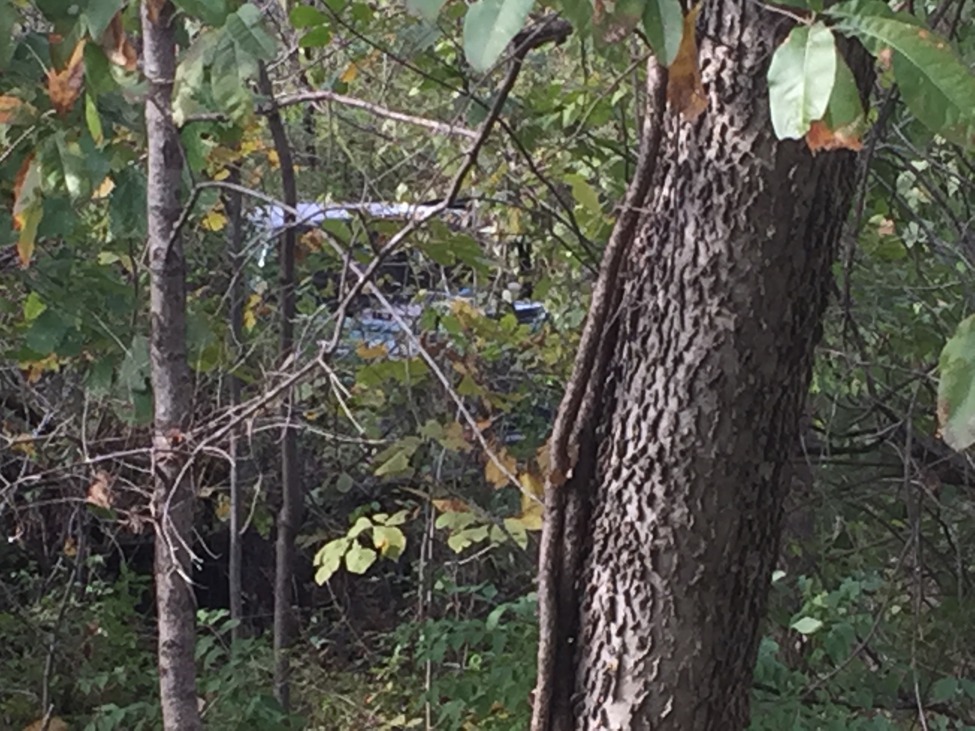 A truck is seen through thick brush where it crashed after suspects fled police.
