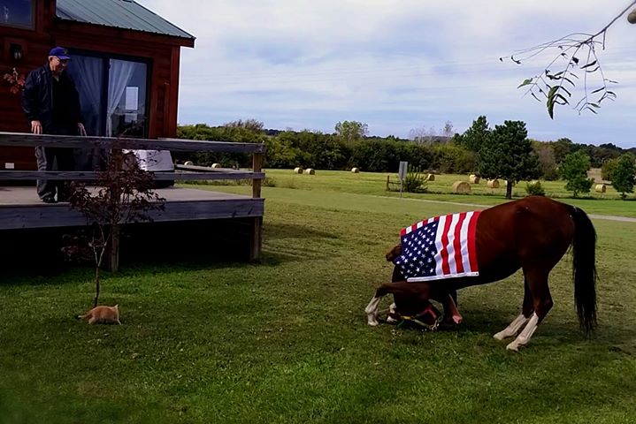 "An Unlisted Angel" bows for a veteran who stopped by the stable. (image courtesy of Autumn Winkler)