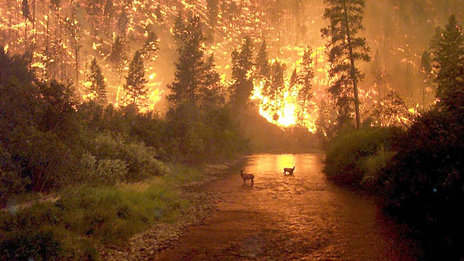 Picture of fake Amazon rainforest fire