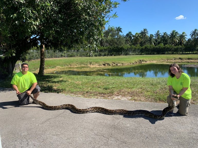 Picture of giant snake