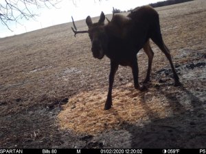 Moose Trail Cam picture