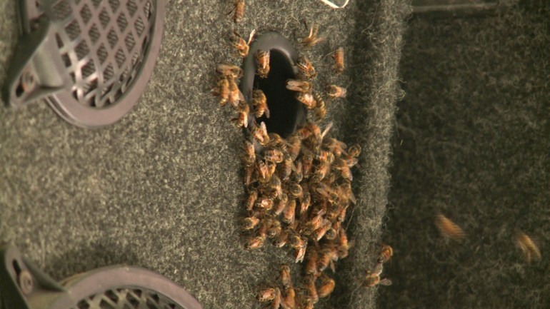 bees speaker