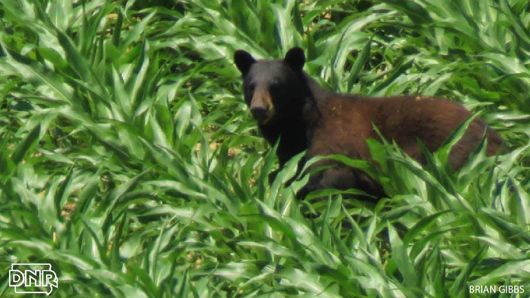 Black bear in Allamakee County corn field. (Courtesy: Brian Gibbs)