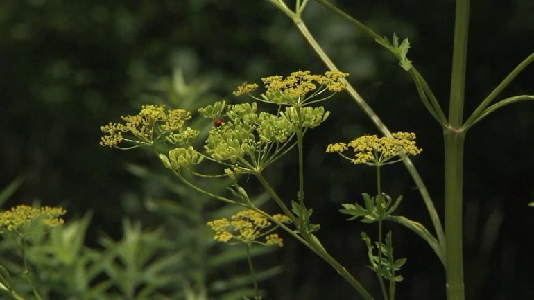 Wild parsnip. (WHO-HD)