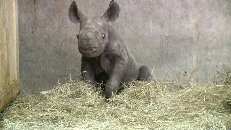 Rare black rhino calf born at Blank Park Zoo. (WHO-HD)