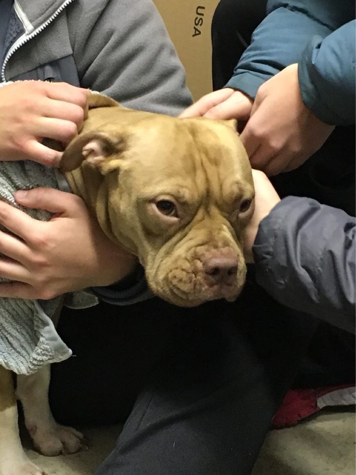 The Drake University women's rowing team rescued two dogs from the Des Moines River on Saturday. (Drake University Rowing Team)