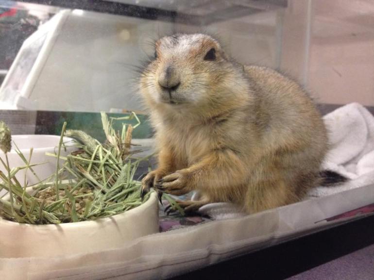 Prairie Dog