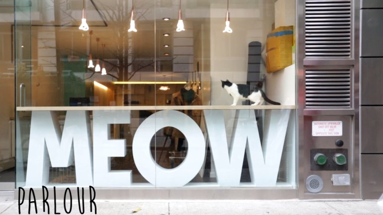 New York Cat Cafe