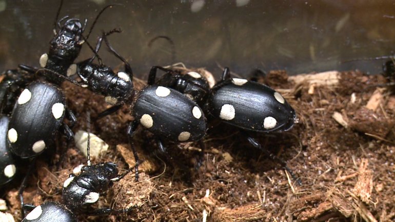 Tyrant Ground Beetles