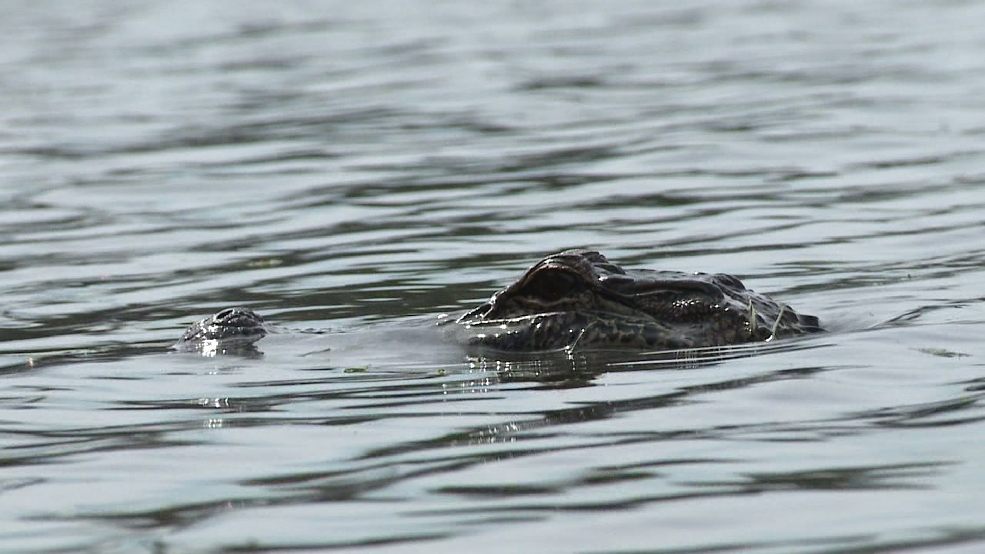 bayoustjohngator