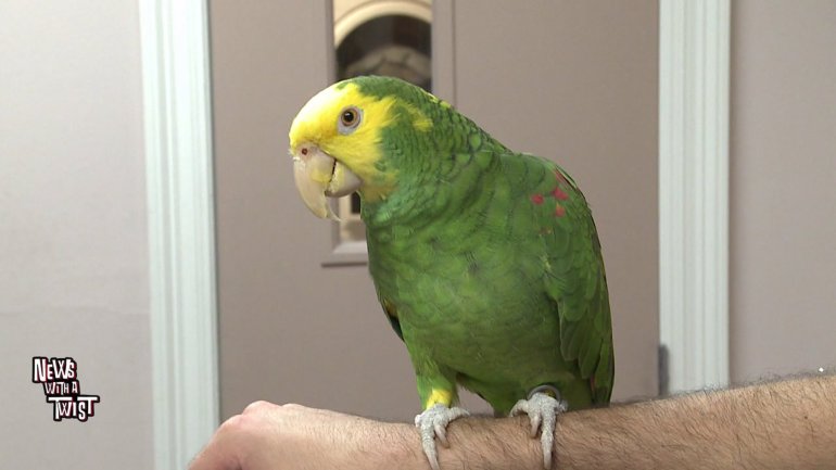 Fillet the Parrot