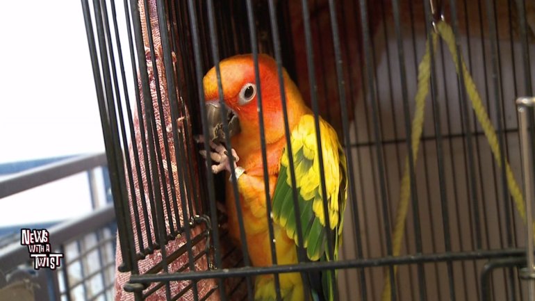 Orange Parrot