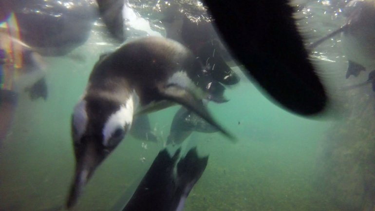 Swimming Penguins