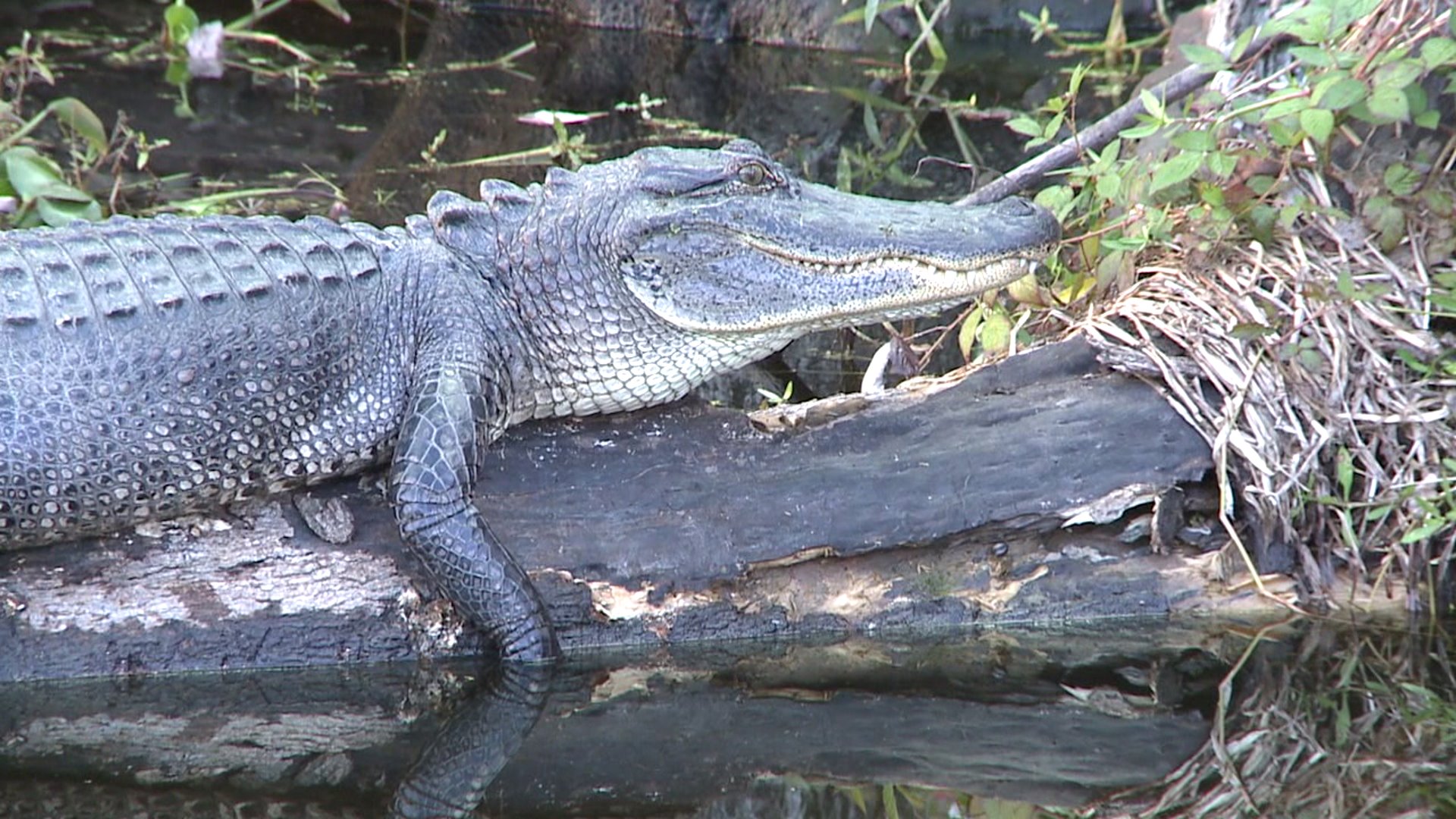 alligator