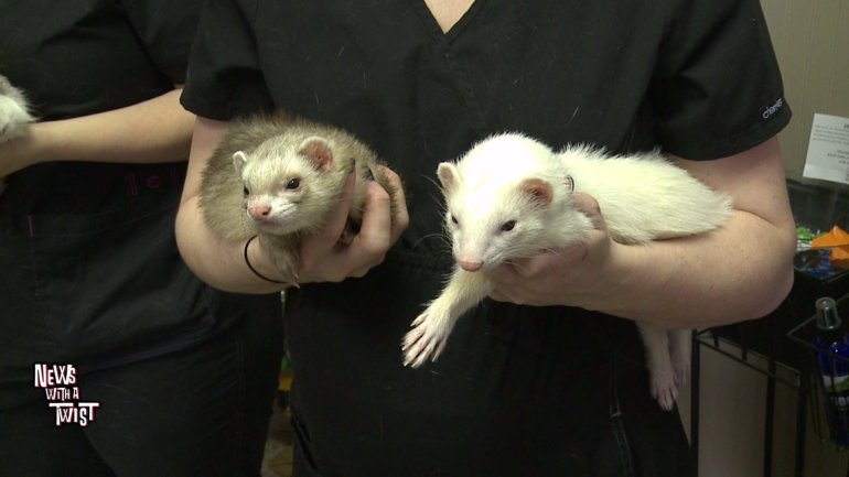 Ferrets