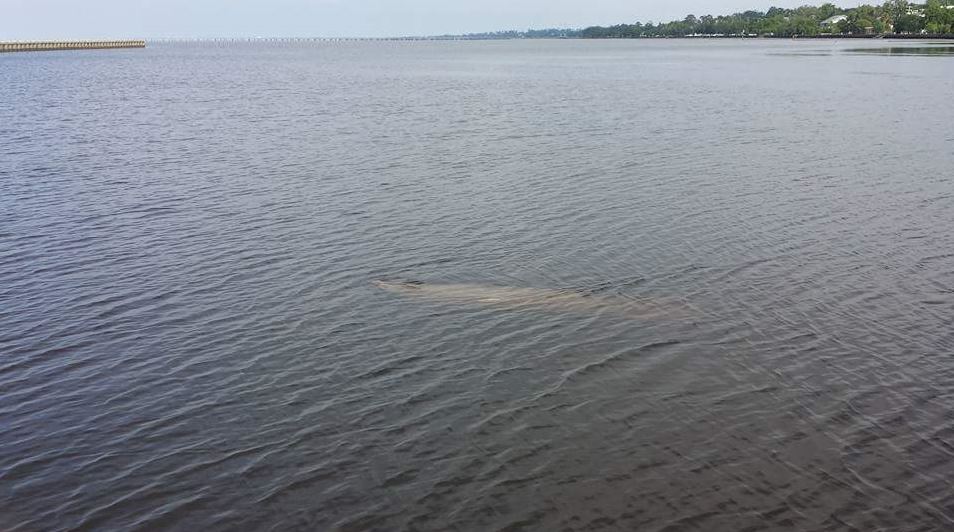 Manatee spotted in Mandeville 